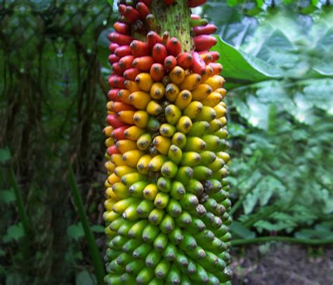 Banana tree flowers and produce fruit if the roots remain damp throughout the year. Wild Banana Tree | Bored Panda