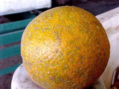 The most troublesome scale insects are the san jose scale, the oystershell scale, the scurfy scale, and the purple and red scale of citrus plants. Insects and Mites of Arizona Citrus (ACIS)