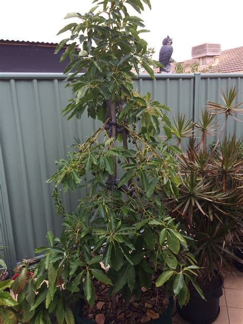 If the barrel is large enough, smaller, standard fruit trees can. Forum: Growing Avocado Trees In Half Wine Barrels