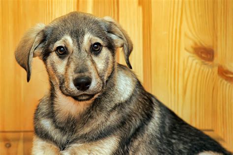 And dogs with cancer may experience vomiting related to tumors or related when is a dog vomiting an emergency? Sneezing Blood in Dogs - Definition, Cause, Solution ...