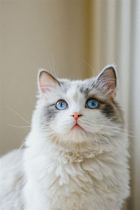 No sooner do you vacuum and mop your floor, thinking no cat hair on the floor, than your beautiful ragdoll furbaby sashays into the kitchen. Ragdoll Personality Traits in 2020 | Pretty cats, Ragdoll ...