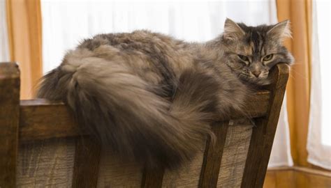 How fast should a kitten grow, recognising overweight or underweight cats. How to Detangle Matted Cat Hair | Animals - mom.me