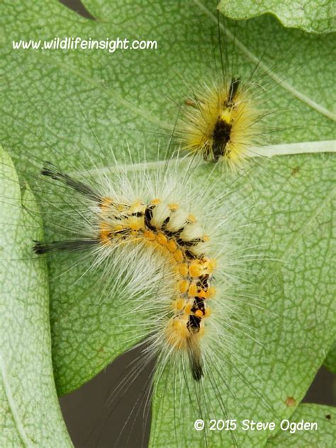 Caterpillar is known the world over for durability, excellence, performance and integrity. Introduction to rearing caterpillars | Wildlife Insight
