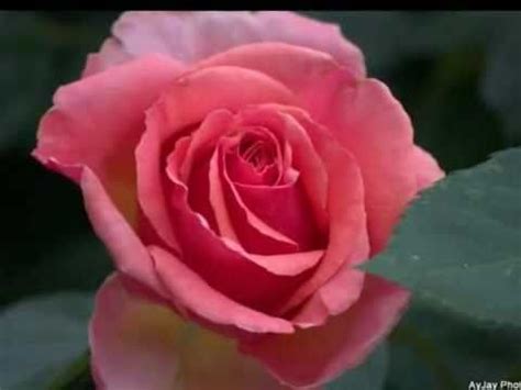 See who else is singing the rose. The Rose ~ Bette Midler ~. with Lyrics - YouTube