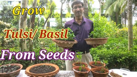 How To Grow Tulsi Or Basil From Seeds At Home Youtube