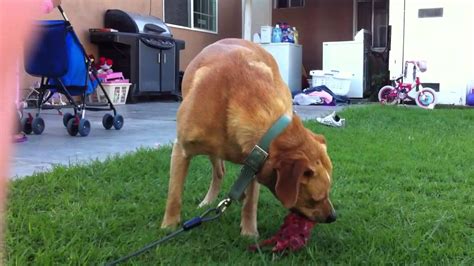Much of this 'no bite' training takes place during. Dog eating its' puppy!! - YouTube