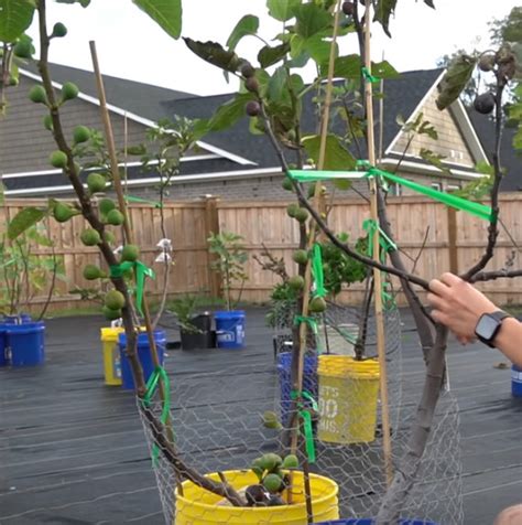 Demikian beberapa cara membuat taman depan rumah anda tidak becek dan tahan hujan. Cara Membuat Pohon Tin Berbuah Lebat - Ruby Ruthy Berkebun