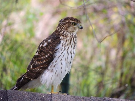 Coopers Hawk Sept 2016 Central Bucks County Pa Coopers Hawk