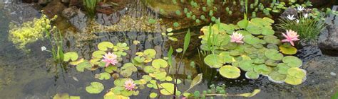 The size of the pond will determine how many. Home - Koi Pond Maintenance Company Los Angeles Blue Koi ...