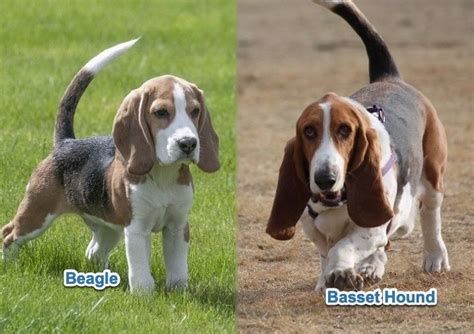 Beagle Vs Basset Hound Detailed Comparison With Pictures Hepper