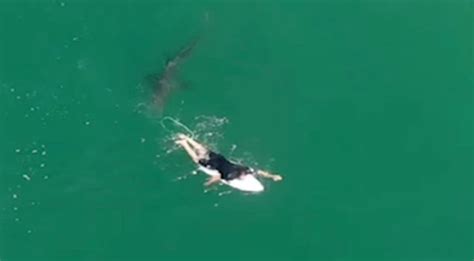 Vidéo un surfeur sauvé dune attaque de requin par un drone