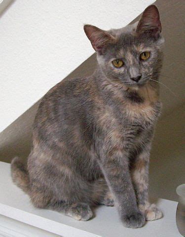 blue cream tortoiseshell - Google Search | Tortie cat, Tabby cat, Grey