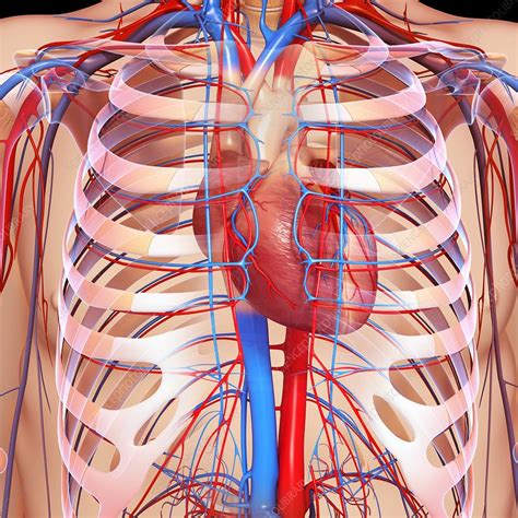 Chest Anatomy Artwork Stock Image F0061131 Science Photo Library