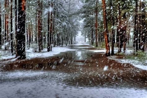 Nieve Cayendo En El Bosque 23014