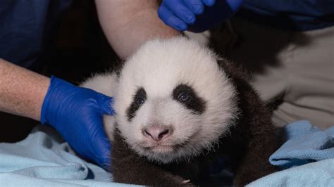 Smithsonian National Zoo Needs Help Naming Its Newest Panda Cub