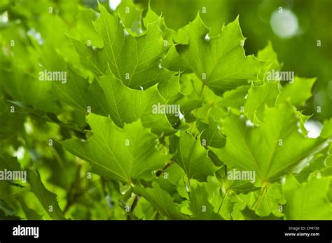 Green Backlit Leaves Foliage Of Sugar Maple Acer Saccharum Stock Photo