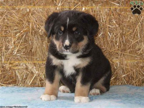 German Shepherd Bernese Mountain Dog Mix Puppies For Sale Petsidi