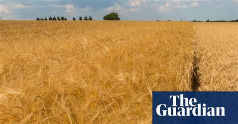 Scientists Isolate Drought Resistant Gene In Barley Science The