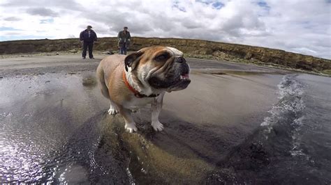 The main reason for this is because bulldogs are considered to. english bulldogs can swim!!!!!! - YouTube