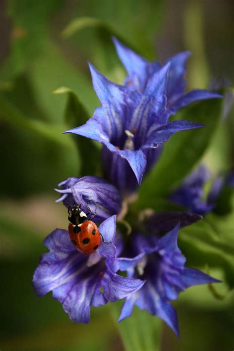 Ladybug On Flower Ladybug Blue Garden Blue Flowers