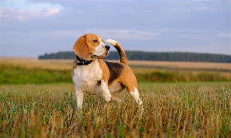 Beagle Dog Breed Characteristics Care And Photos Bechewy