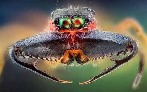 Insect Hd Funny Wallpapers ~ Funny Wallpapers