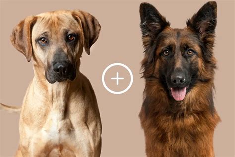 All About The German Shepherd Black Mouth Cur Mix Shepherds Bone