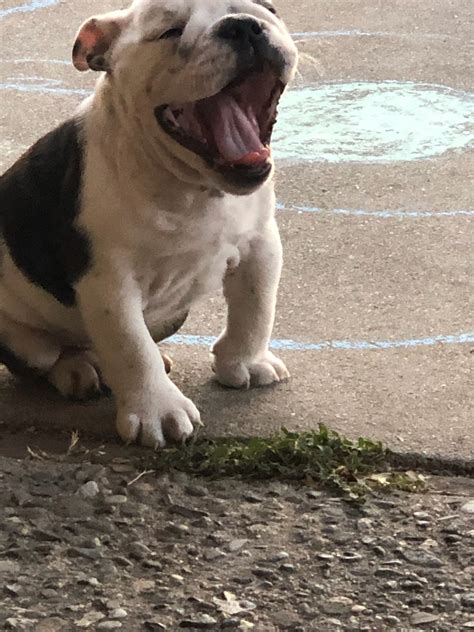 Enter your email address to receive alerts when we have new listings available for english bulldog puppies for sale. English Bulldog Puppies For Sale | San Francisco Bay Area ...