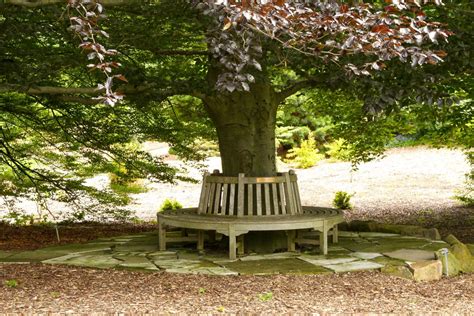 Panchina intorno albero | Bench around trees, Backyard design, Outdoor projects
