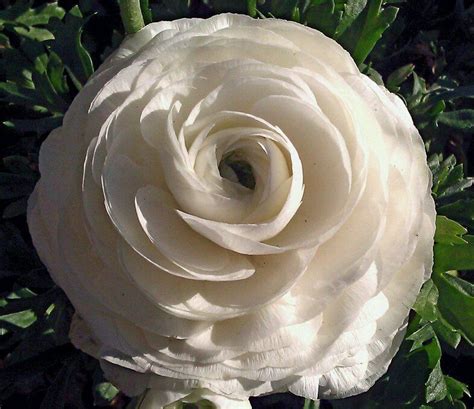 Varieties of flower shot in many different shape