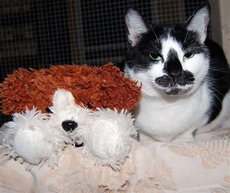 Faithful Friends Animal Society - Animal Shelters ...