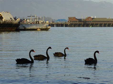 Black Swans Chaos Surrounds Discovery And Ultimate Capture Of Black