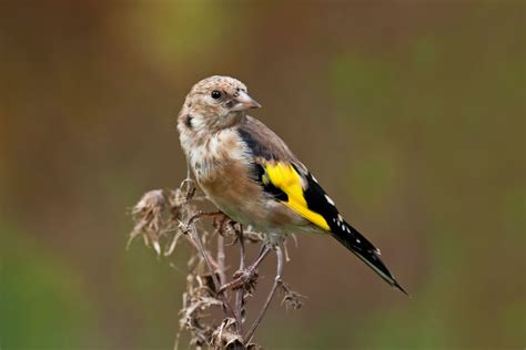 Week By Week Birds To Seek Week 14 Smaller Finches — Bird Watching