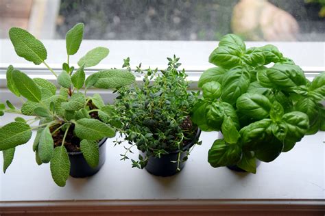 See the 5 big secrets to success when fertilizing! How to Properly Fertilize an Indoor Herb Garden