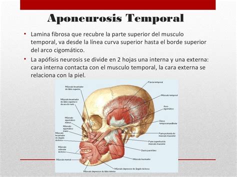 Musculos Cutaneos De La Cara