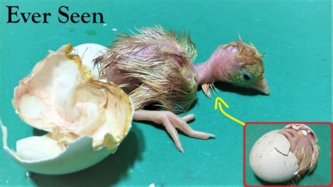 Chick Hatching From Egg Newly Hatched Chicken Baby Baby Chick