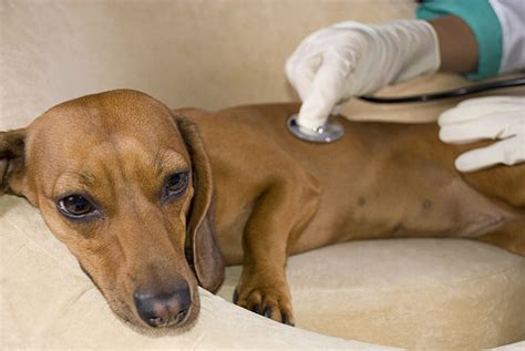 Explosive diarrhea in dogs shouldn't last too long. The Facts You Need to Know About Giardia in Dogs ...