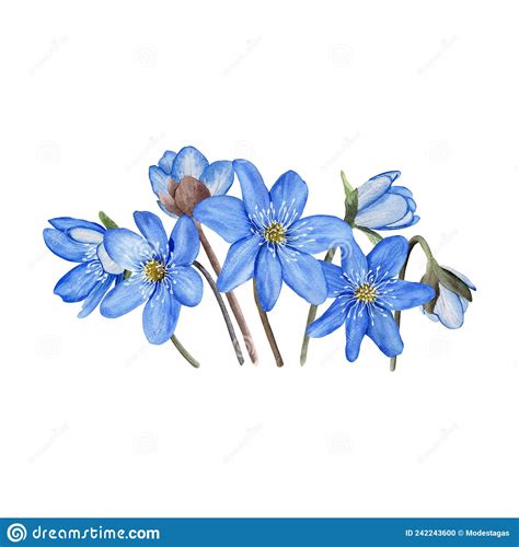 Hepatica Blue Spring Flowers Watercolor Illustration Isolated On White