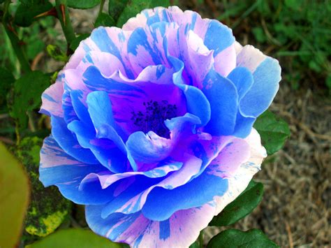 Shop black friday deals now. Blue Rose by Archangel-Uriel on DeviantArt
