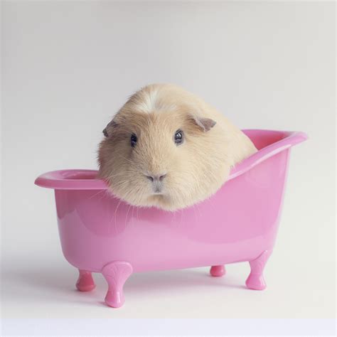 Cute Guinea Pigs Wallpapers Wallpaper Cave