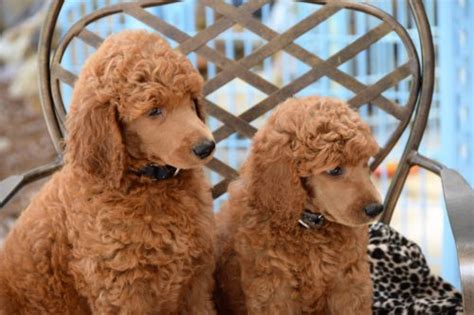 Poodle Temperament And Personality Canna Pet