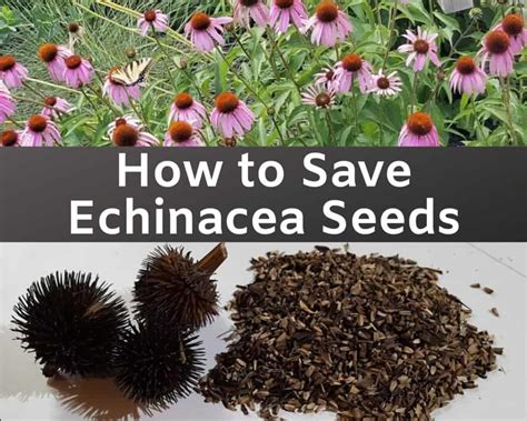 The Easiest Way To Harvest Echinacea Seeds Growit Buildit
