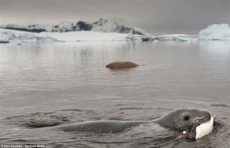 Gotcha! Incredible moment leopard seal hunts down tiny penguin for food
