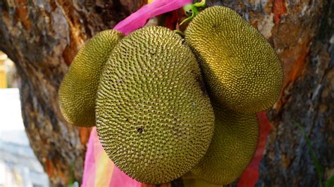 Top 25 Unusual Exotic Fruits From Asia You Must Try