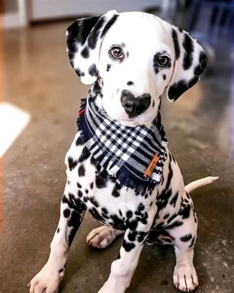 Meet Wiley The Cutest Dalmatian Dog With A Heart On His Nose Cute