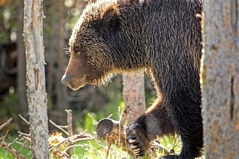Bitterroot Grizzly Management Taking Flak From Both Sides North Fork