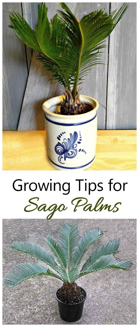 Well known palm trees are: Growing Sago Palms - How to Grow a Sago Palm Tree