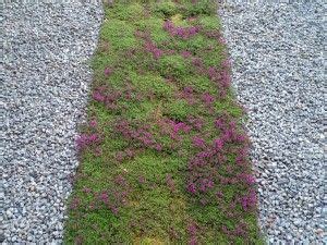 Woven & nonwoven geotextile membrane stabilises the ground as a separator between aggregate, making it ideal for under vehicle areas as a driveway fabric. Thyme in driveway/ground cover | Driveway design ...