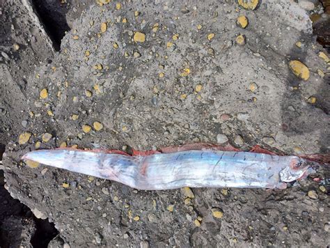 15 Foot Doomsday Fish Washes Up On Beach ‘we Are All Going To Die