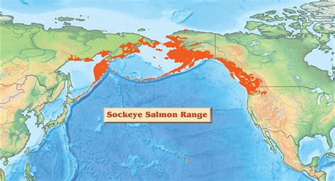 Sockeye Salmon American Angleramerican Angler